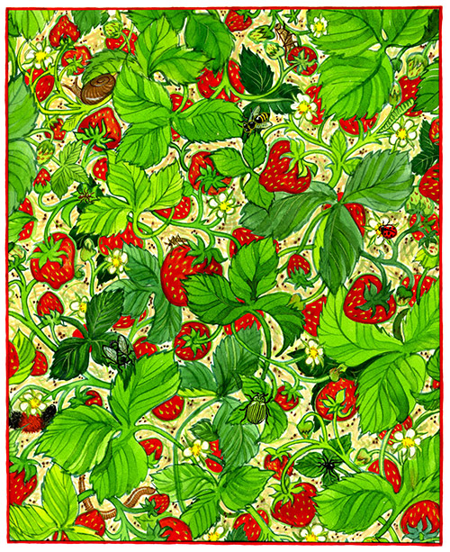 Berry Buggy Illustration
